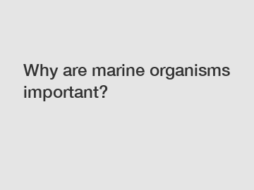 Why are marine organisms important?