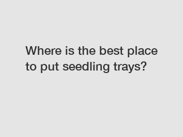 Where is the best place to put seedling trays?