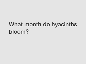 What month do hyacinths bloom?